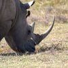 maasai mara