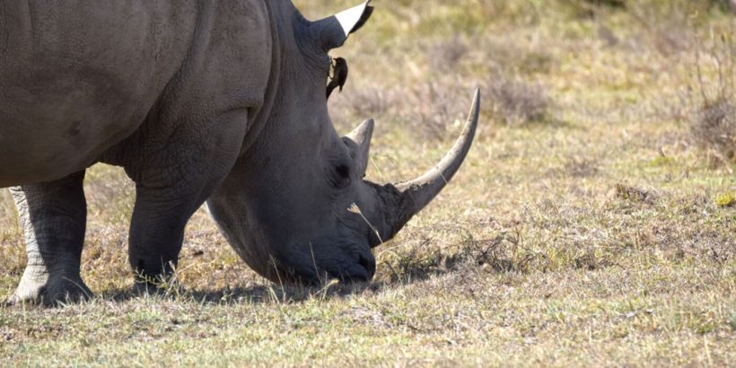 maasai mara