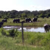 maasai mara