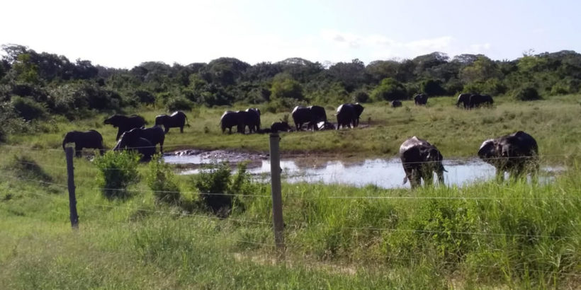maasai mara