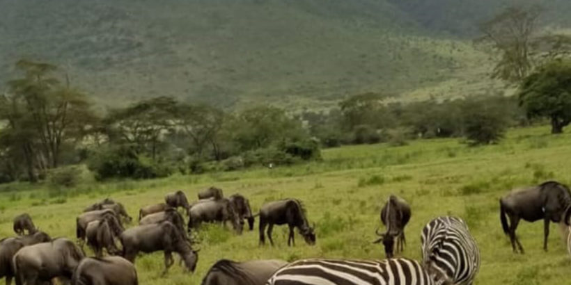 shimba hills