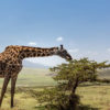 tsavo 1