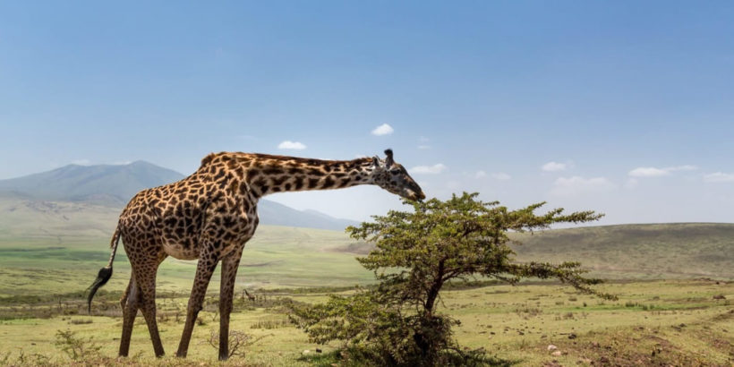 tsavo 1