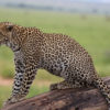 tsavo 2