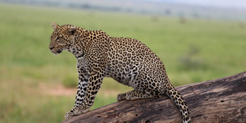 tsavo 2