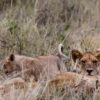 tsavo3