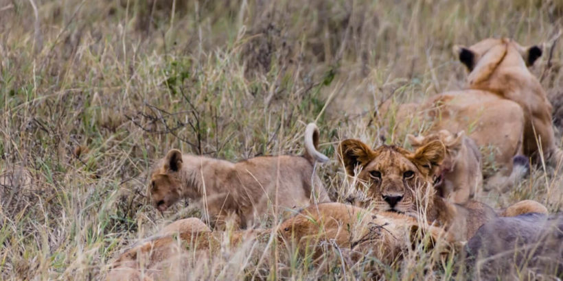 tsavo3